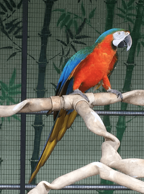 Macaw