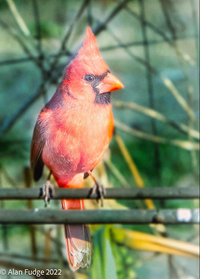 Male Cardinal