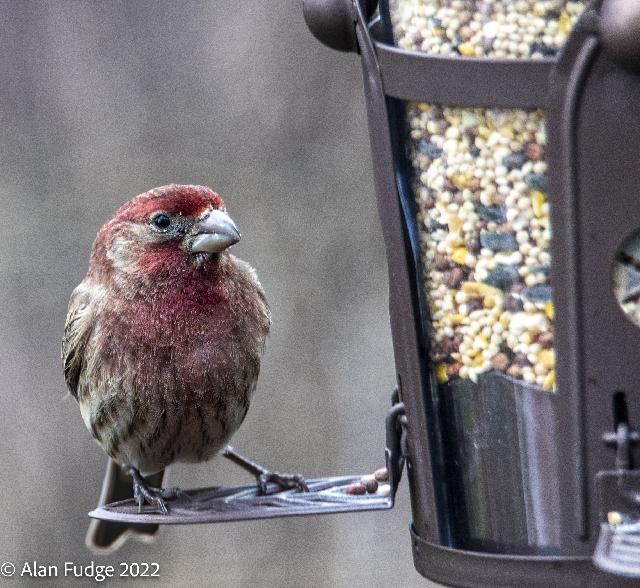 House Finch