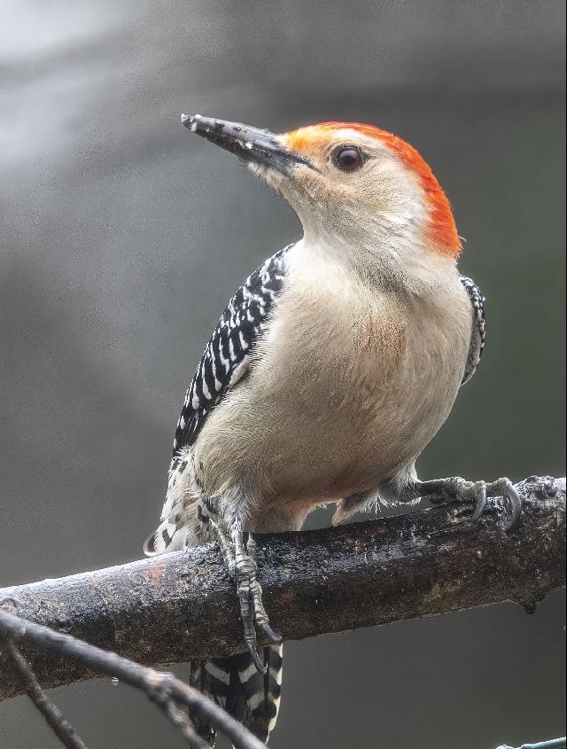 Red Bellied Woodpecker