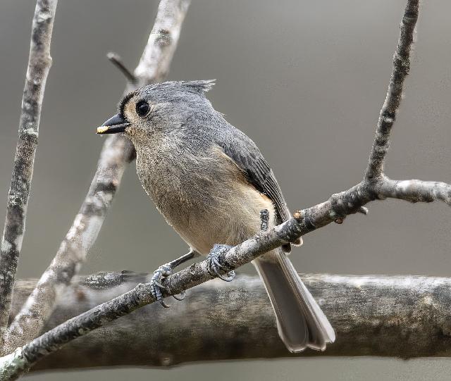 Tufted Titmouse