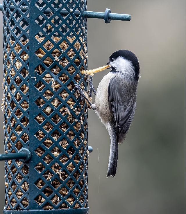 Carolina Chickadee