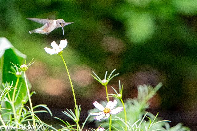 Male Rufous Hummingbird