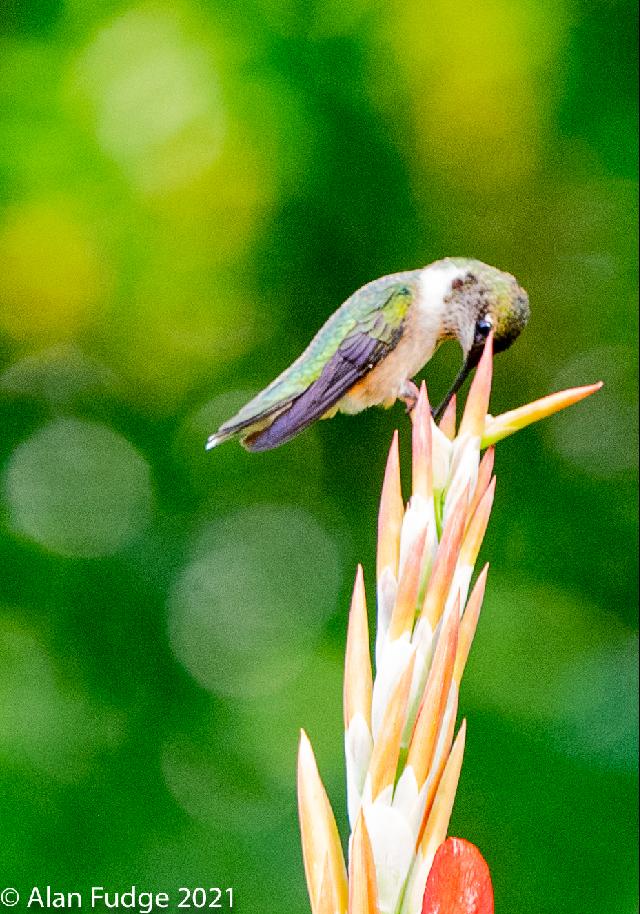 Male Rufous Hummingbird