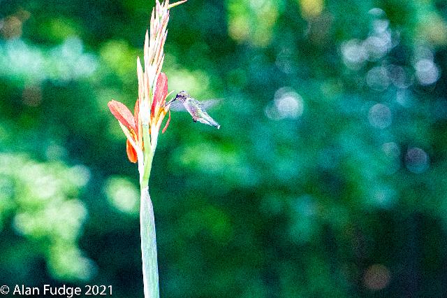 Male Rufous Hummingbird