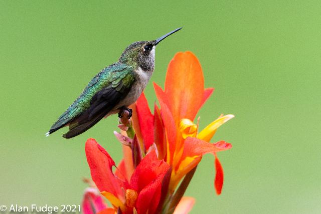 Male Rufous Hummingbird