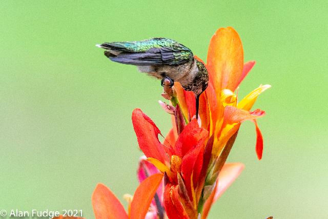 Male Rufous Hummingbird