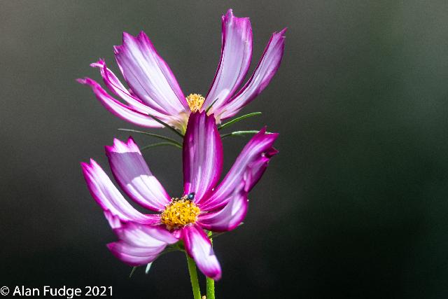 Cosmos/Butterfly Garden