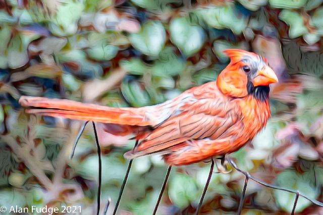 Male Cardinal on dog fenc