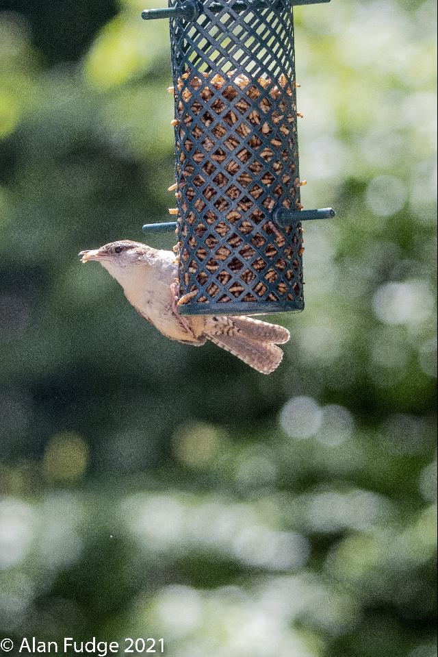 Carolina Wren