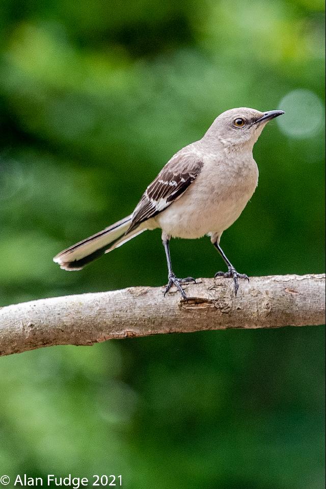 Mockingbird