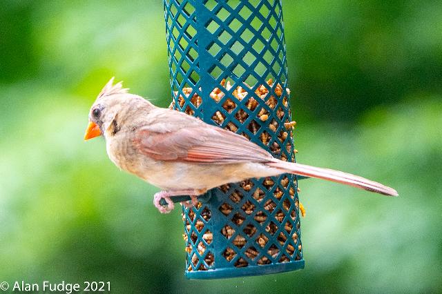 Female Cardinal