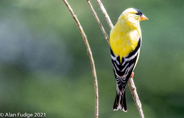 American Goldfinch