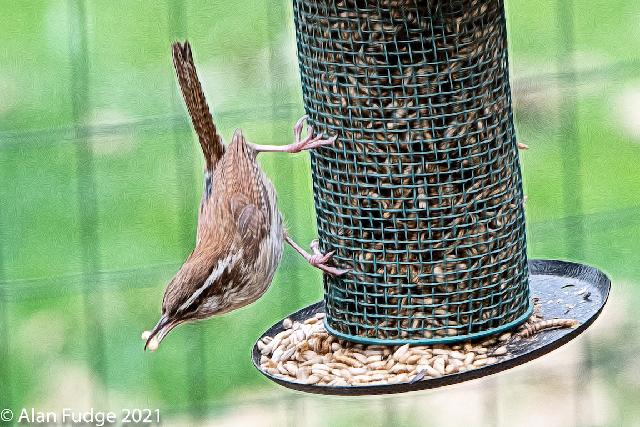 Carolina Wren