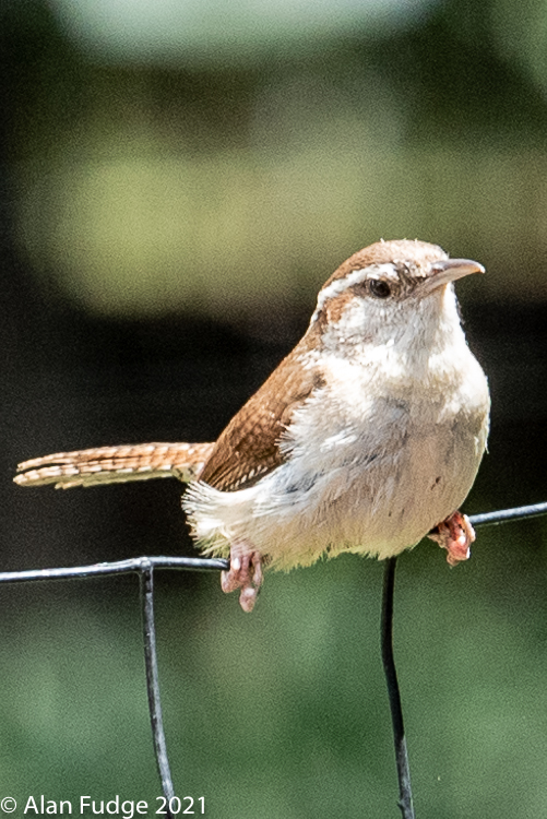 Carolina Wren