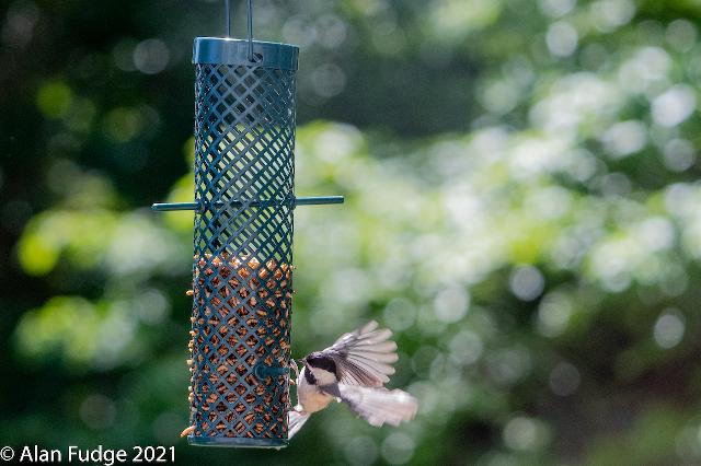 Carolina Chickadee