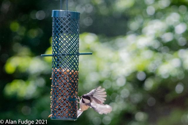 Carolina Chickadee