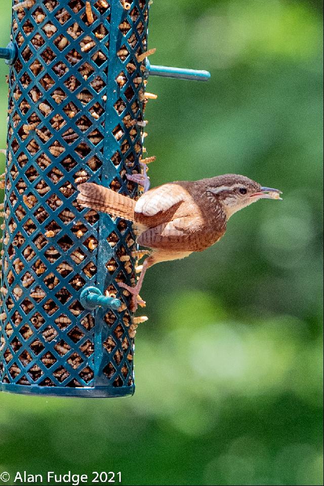 Carolina Wren PM snack