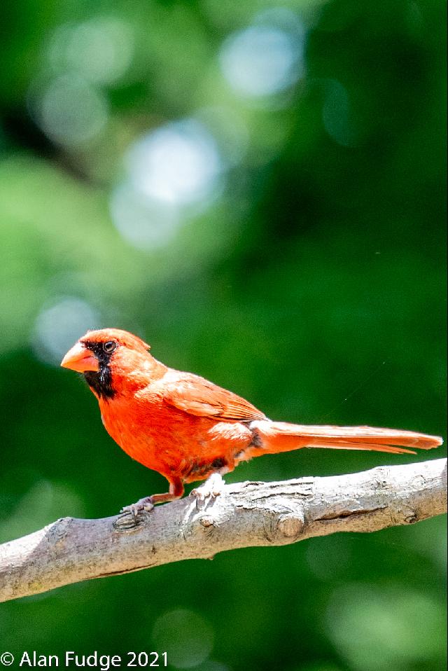Male Cardinal mid-day