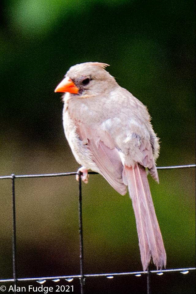 Female Cardinal-sentinel