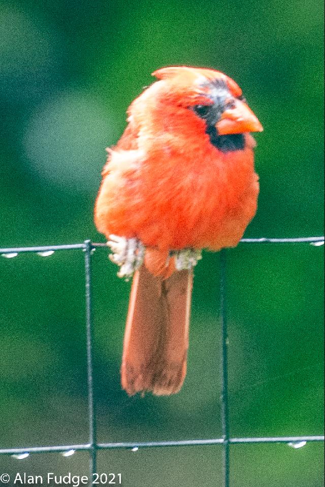 Male Cardinal-sentinel