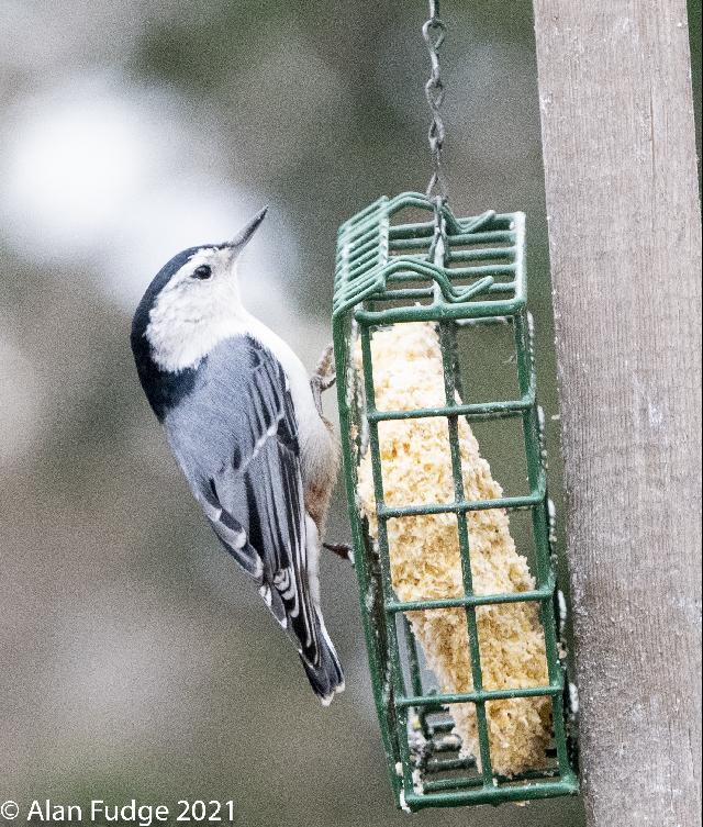 White-Breasted Nuthatch