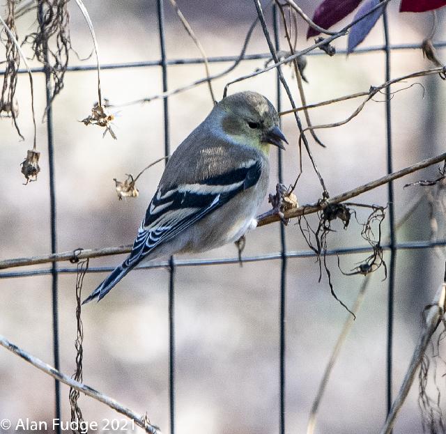 American Goldfinch, male