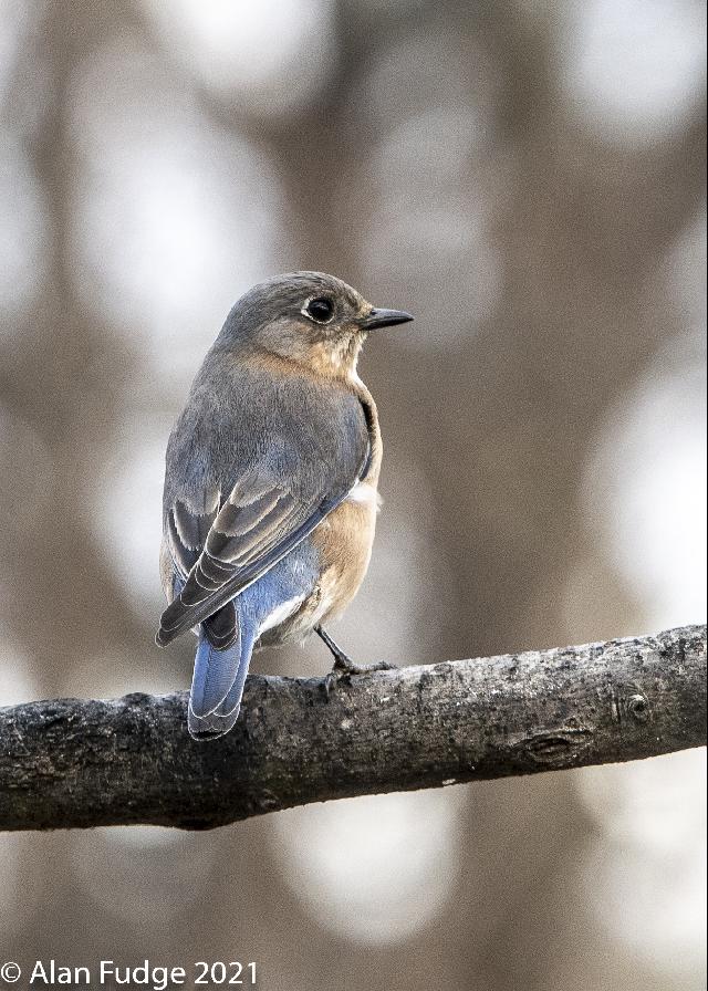 Female Bluebird