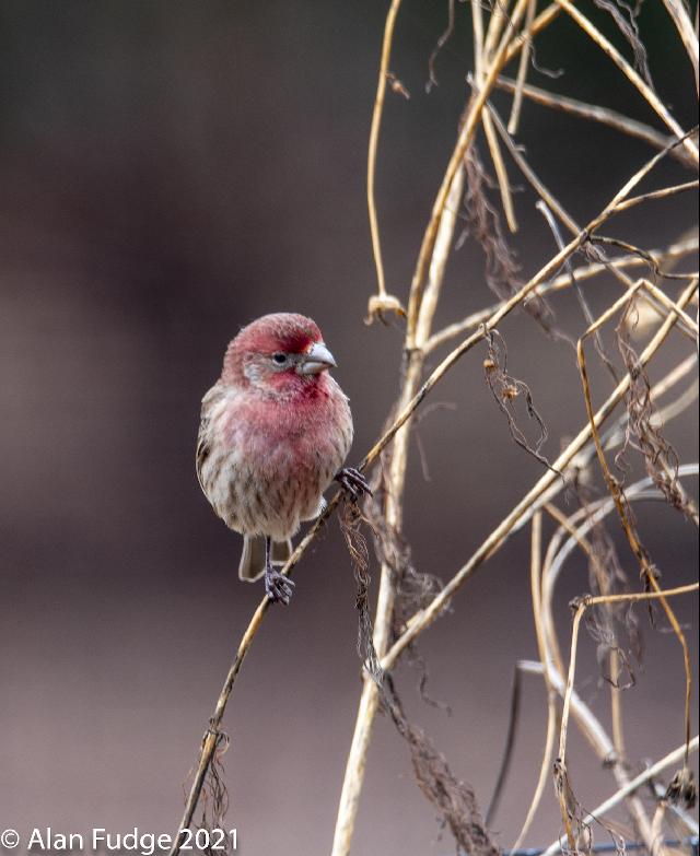 Purple Finch male