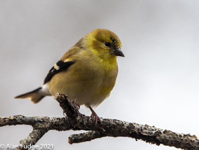 American Goldfinch