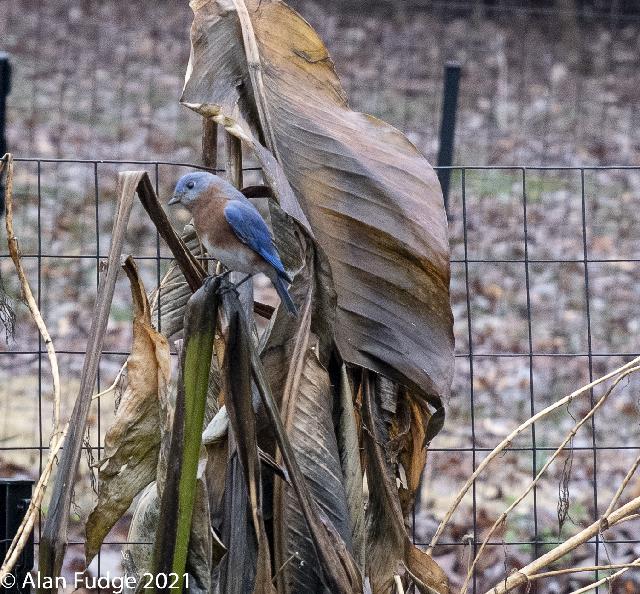 Male Bluebird