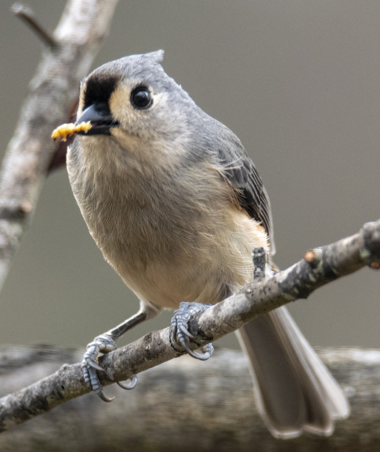 MealWormCafe-Tufted Titmouse